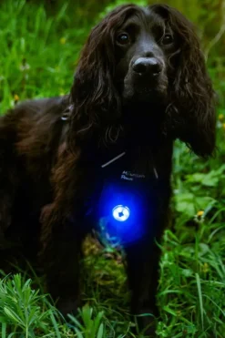 Mountain Paws Dog Safety Light - 2-Pack