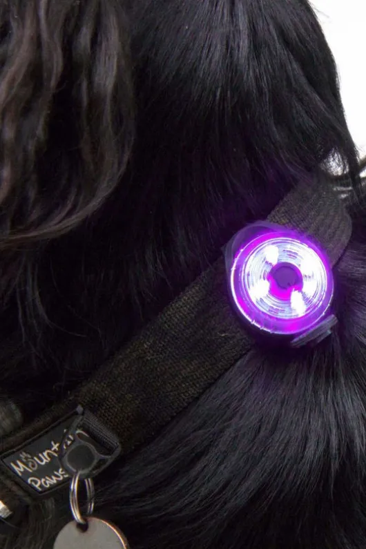Mountain Paws Dog Safety Light - 2-Pack