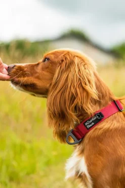 Mountain Paws Extra Tough Dog Collar - Medium