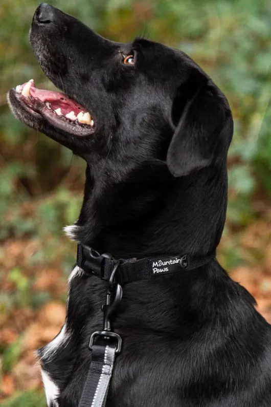 Mountain Paws Extra Tough Dog Collar - Large