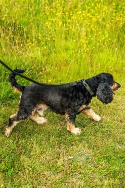 Mountain Paws Extra Tough Dog Collar - Large