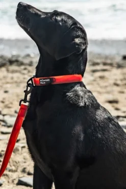 Mountain Paws Waterproof Dog Collar - Large